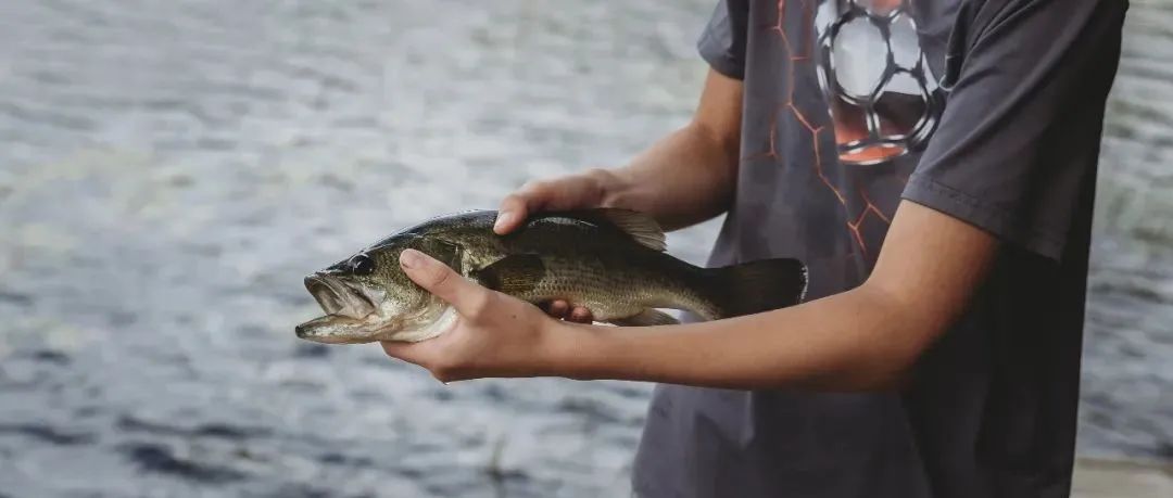 加州鲈虹彩病毒感染后多久发病,加州鲈感染虹彩病毒死亡快不快