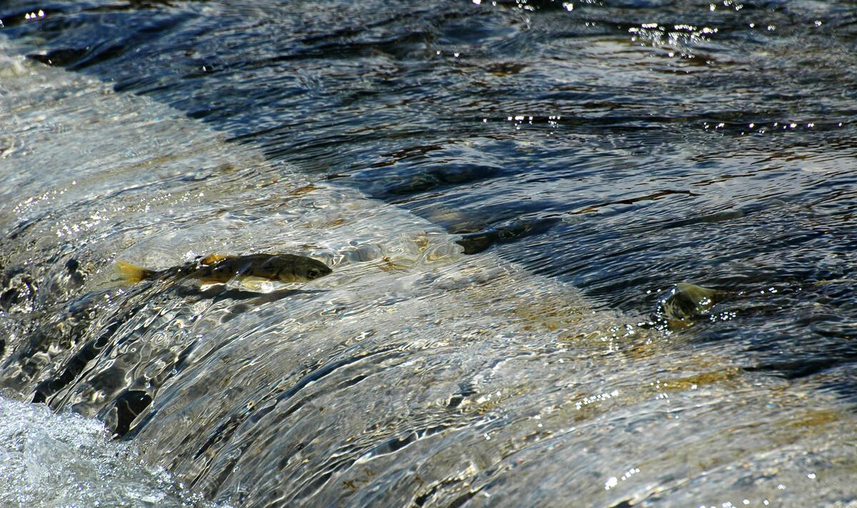 湟鱼洄游过程,湟鱼洄游障碍