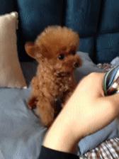 泰迪喜欢粘你,泰迪特别喜欢挨着你