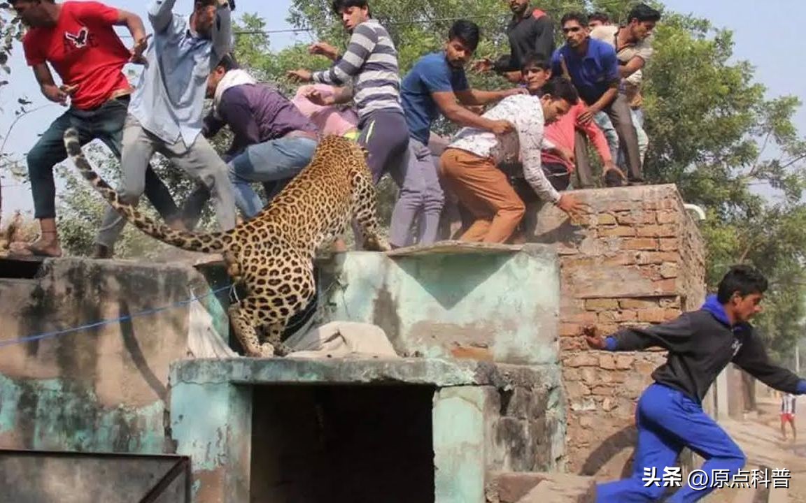 印度泛滥成灾的七大动物，自己不敢吃，想让中国当接盘侠