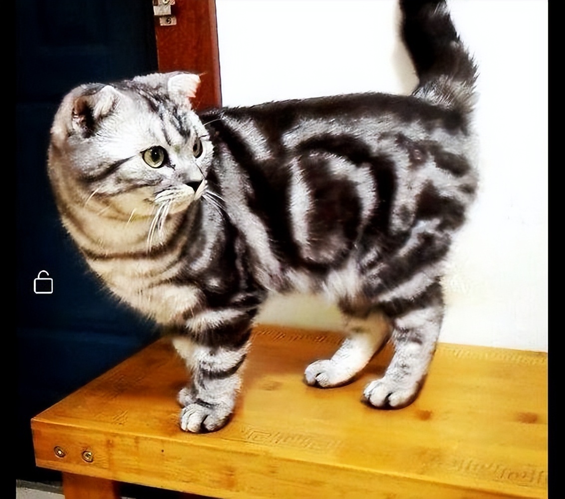 美短猫有哪些品种和优缺点,美短猫最好看能好看到什么程度