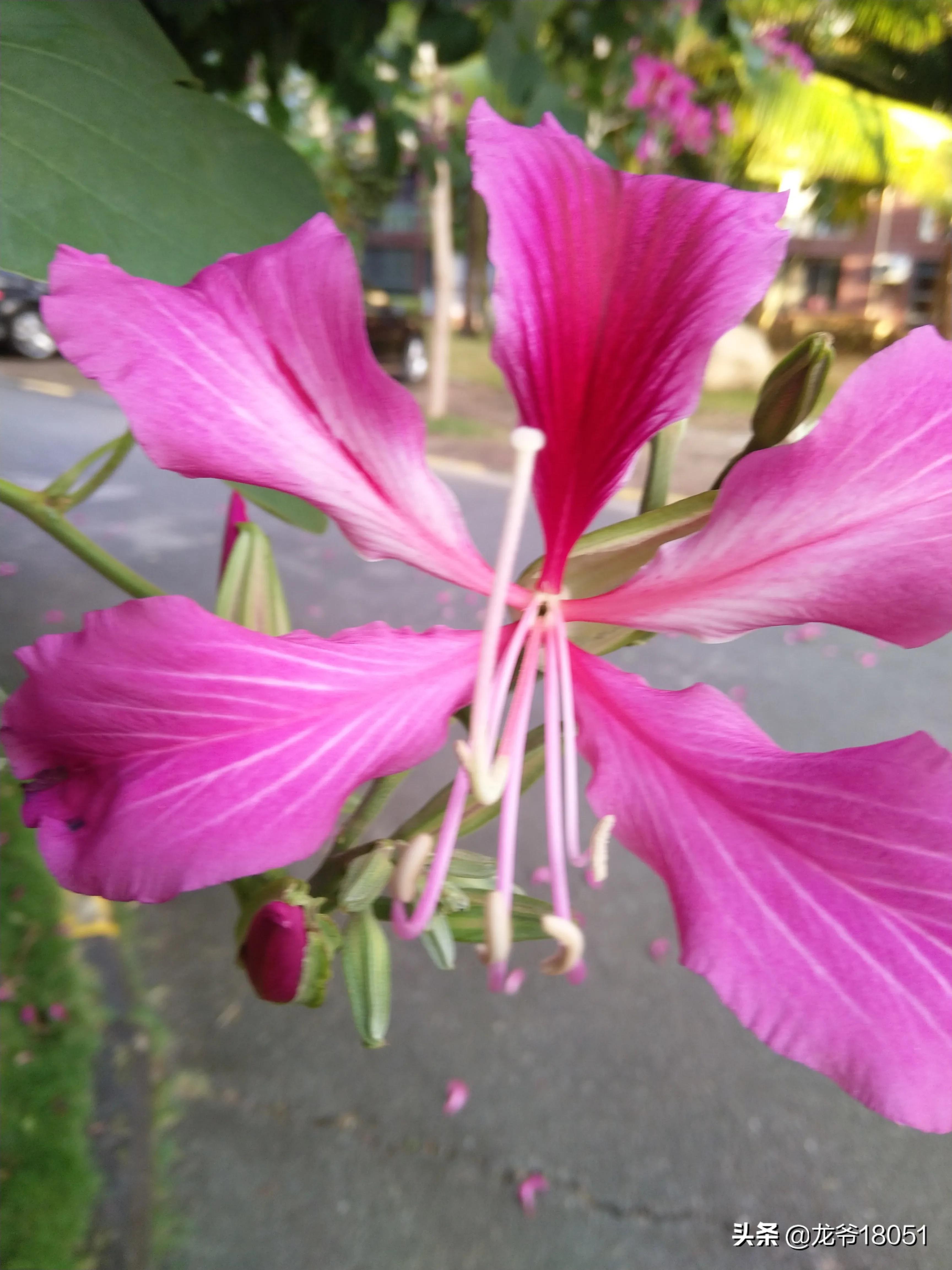 国色绽放红胜火，凌霄花开分外香