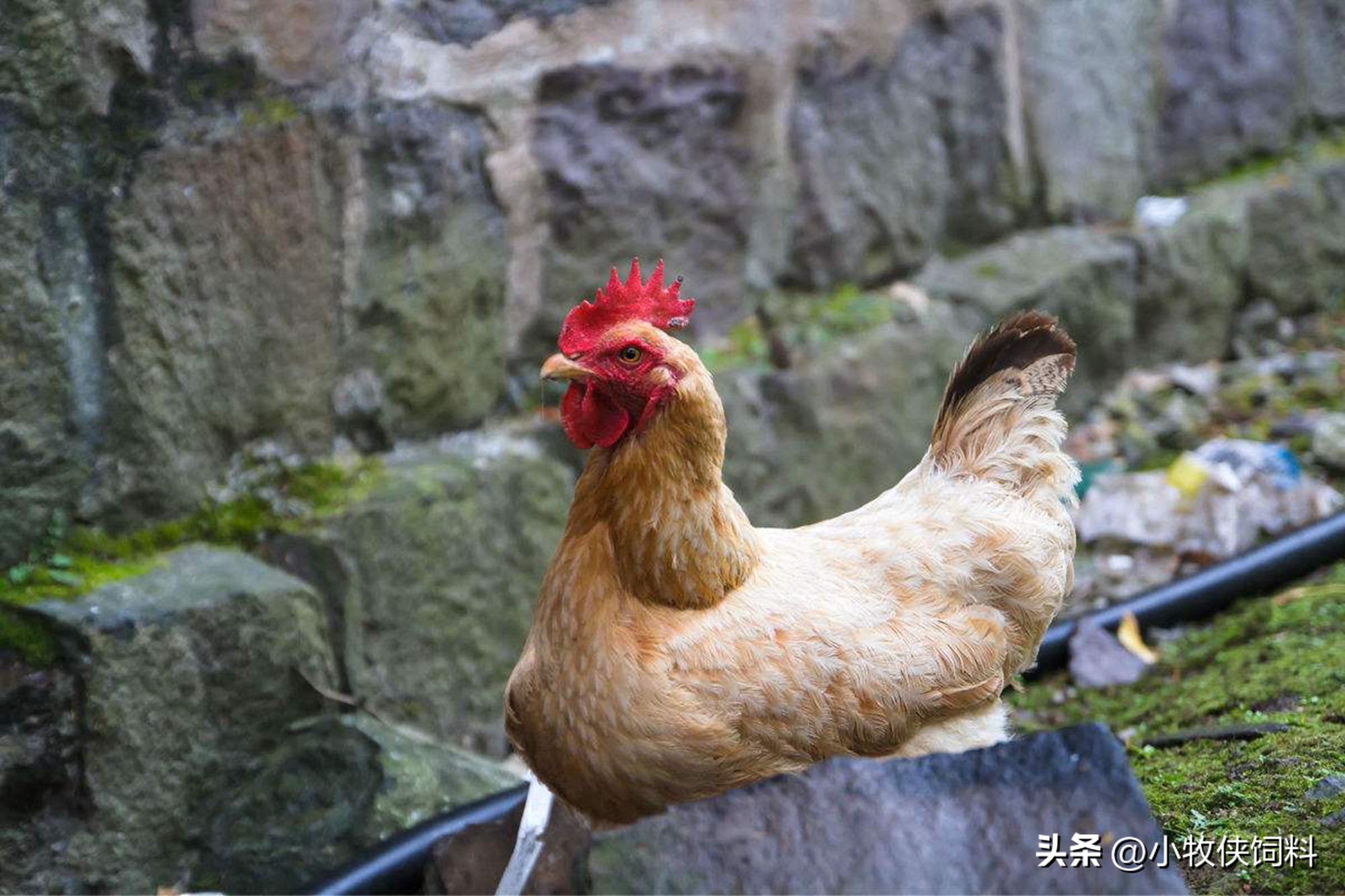 鸡肠炎吃什么药好得快效果最好,鸡得了坏死性肠炎怎样修复肠道