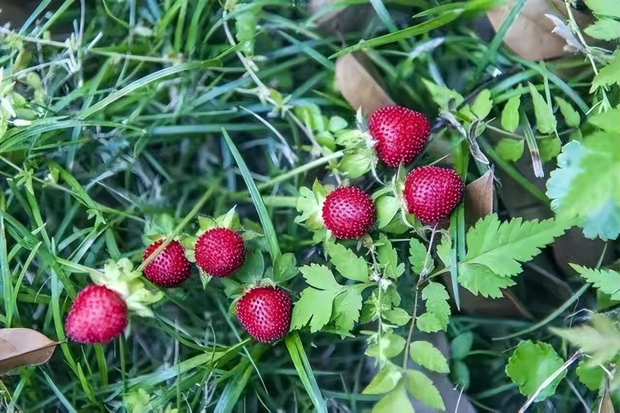 雌蛇有雄性生殖器吗,雌蛇是有性生殖吗