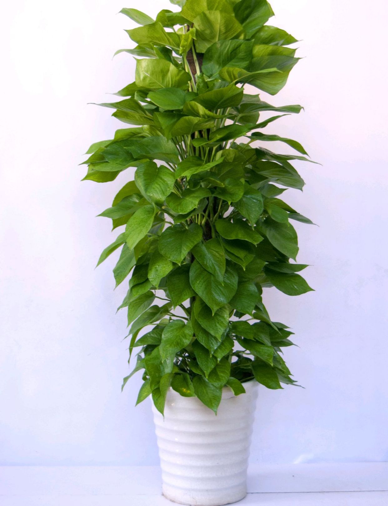 治愈系盆栽绿植推荐,室内小型绿植花卉推荐品种