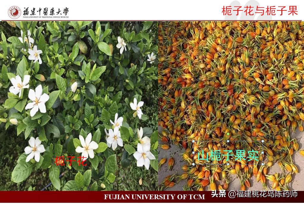 清热利湿中药饮片性味归经,性味咸寒清热凉血解毒的中药