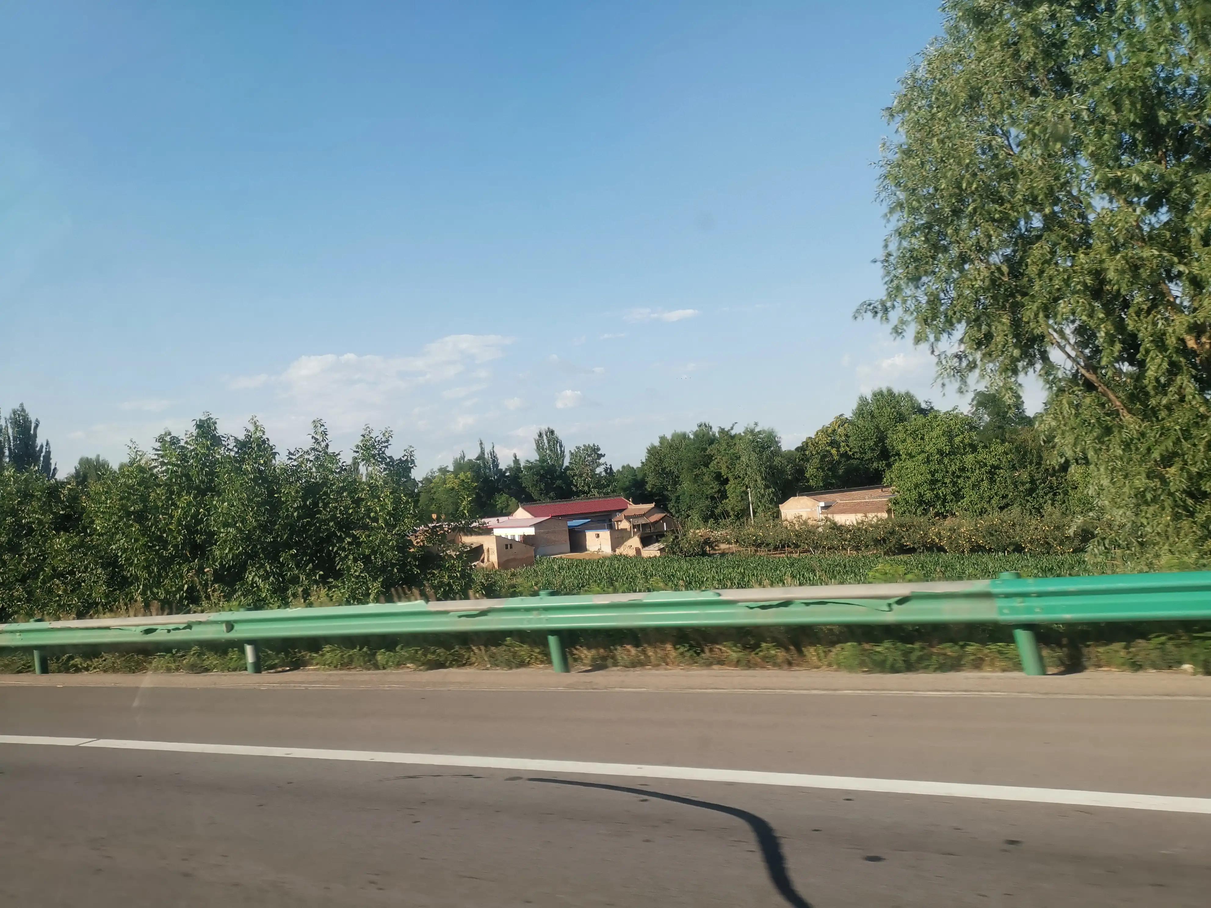 树，我心中的陕西