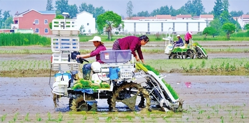 邾城街道培育示范基地推行智慧农业始终坚守“粮地姓粮”“农地姓农”