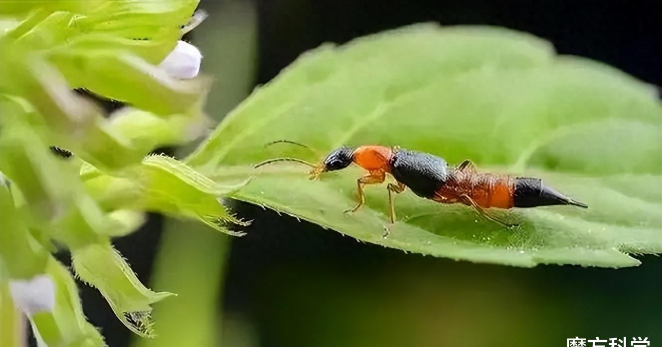 硫酸虫咬了怎么处理,硫酸虫导致皮肤损伤处理