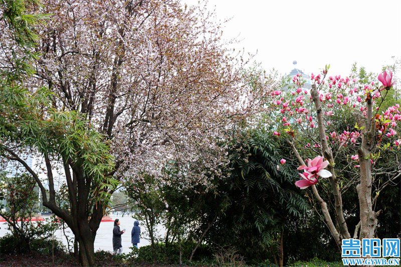 3月贵阳周边赏花,2022年贵阳赏花有哪些地方