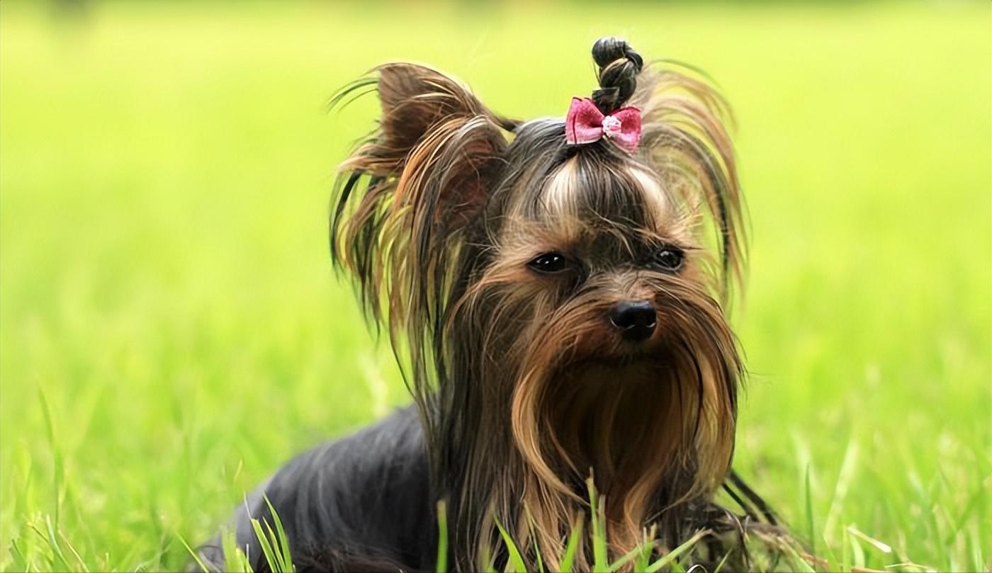 约克夏不好看为什么那么多人喜欢,约克夏为什么臭