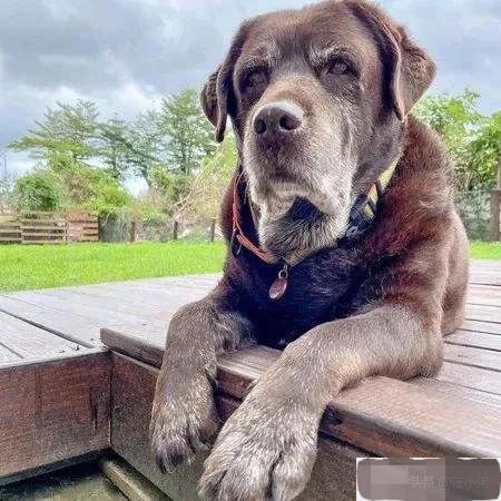 养了15年的狗突然不认识了,成年狗养了3天能找到家吗