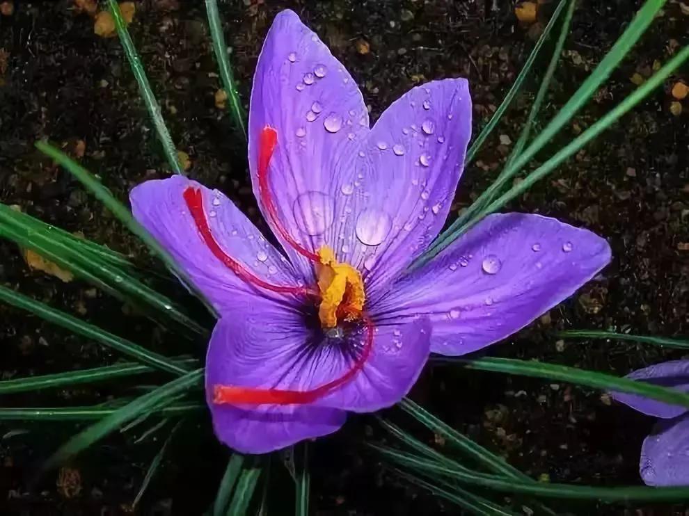 十大价值高的植物,十大花卉有什么花