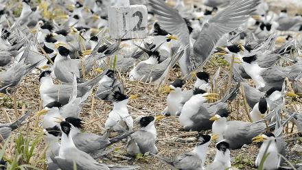 鸟人图鉴│陈水华、范忠勇追寻“神话之鸟”——中华凤头燕鸥