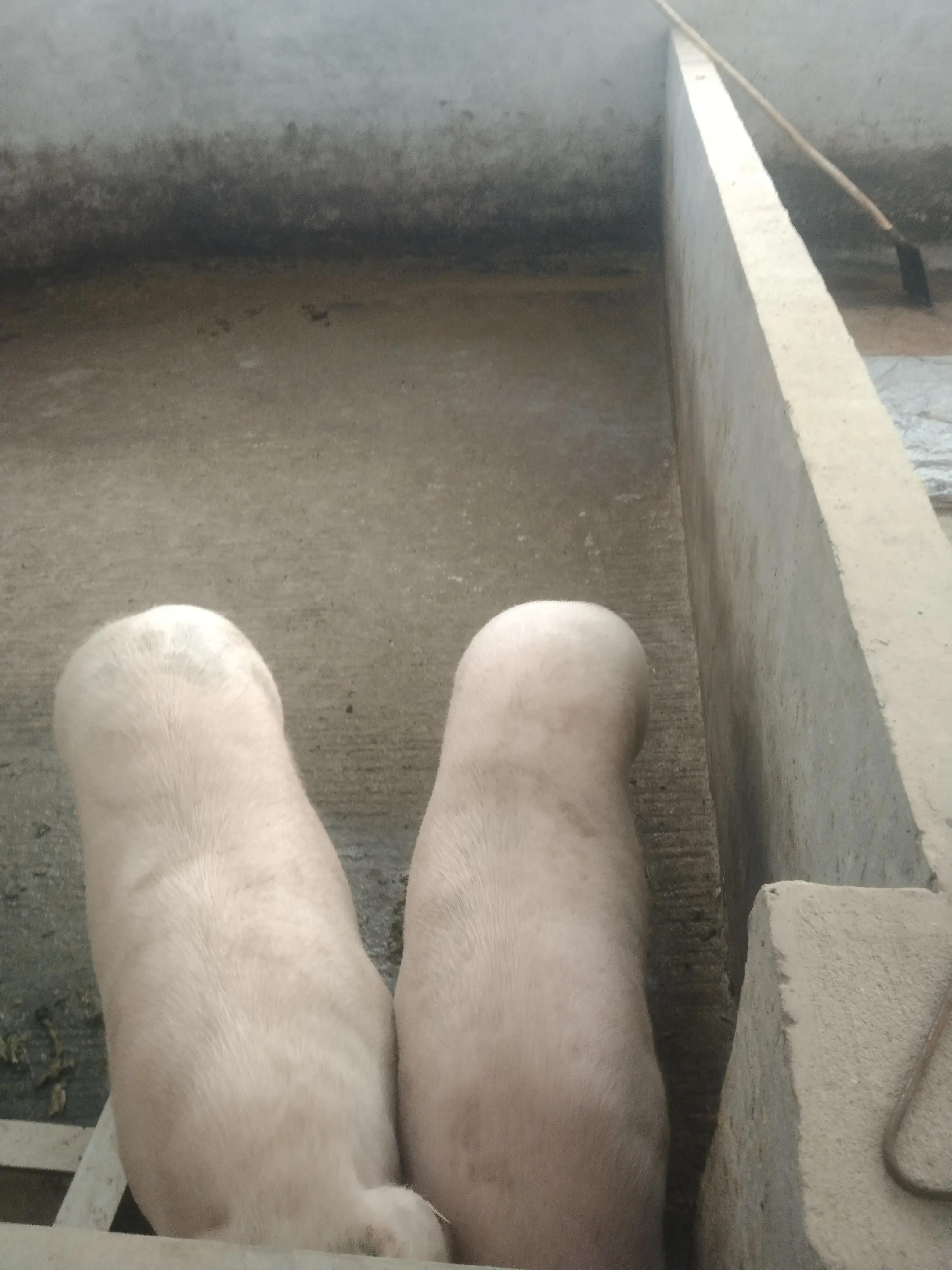 加盟温氏养猪需要多少钱,温氏集团养牛加盟多少钱