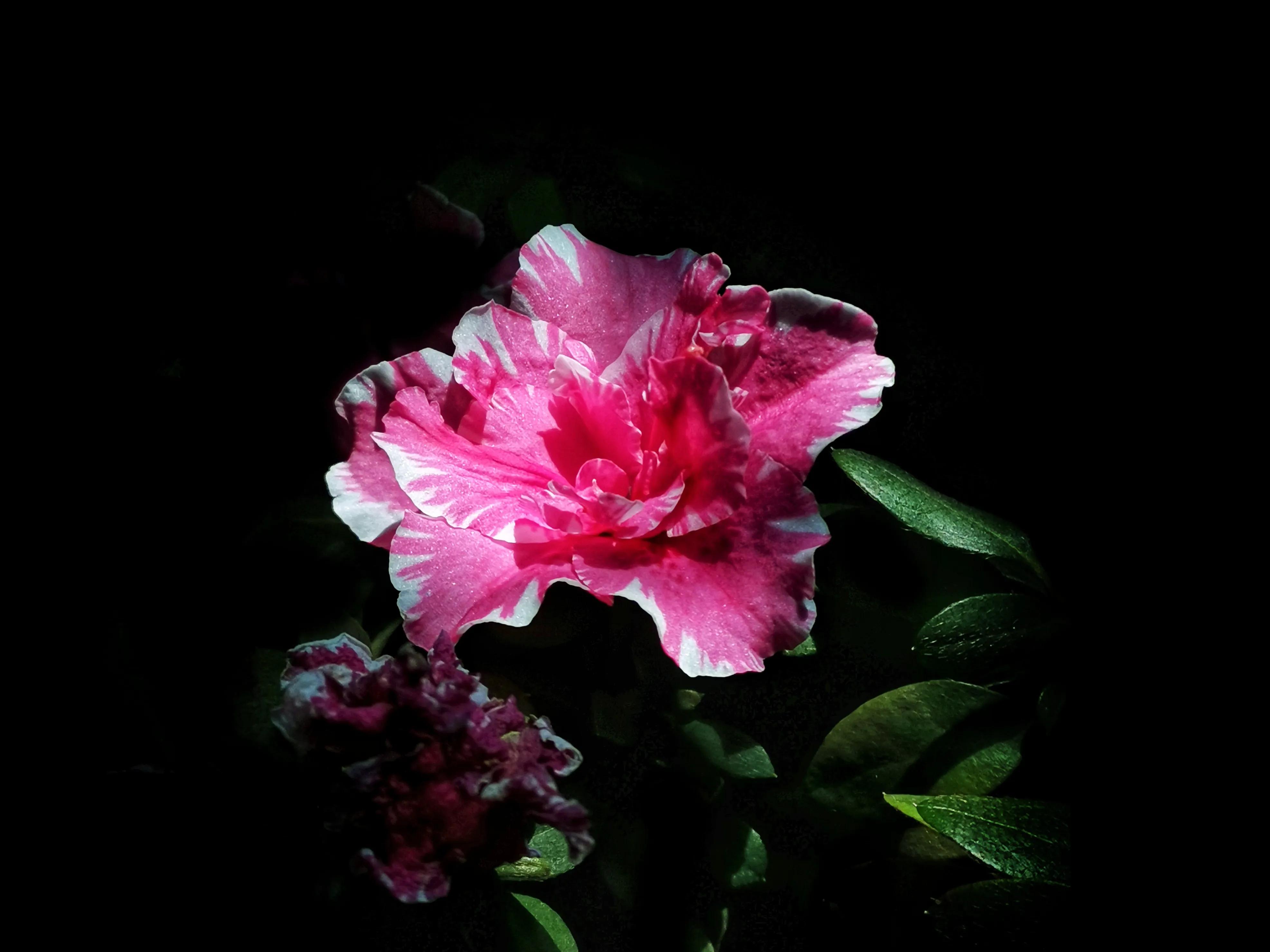 百花酿诗韵芬芳留人间（一）