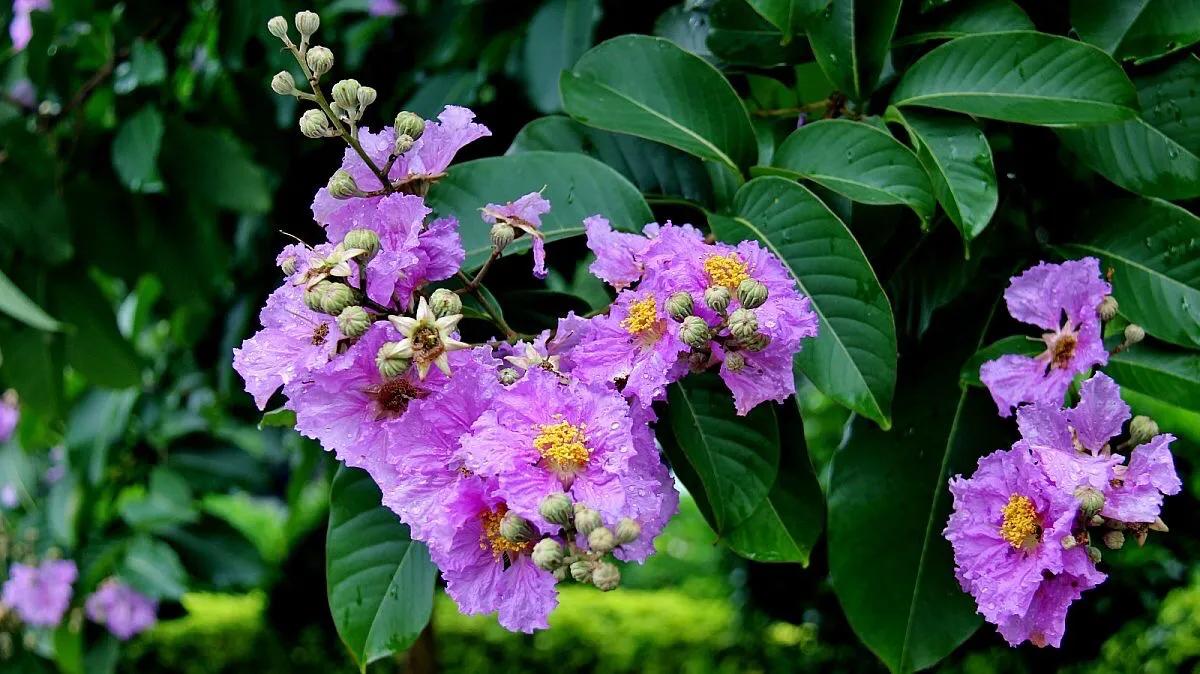 大花紫薇枝叶,紫薇大花的照片