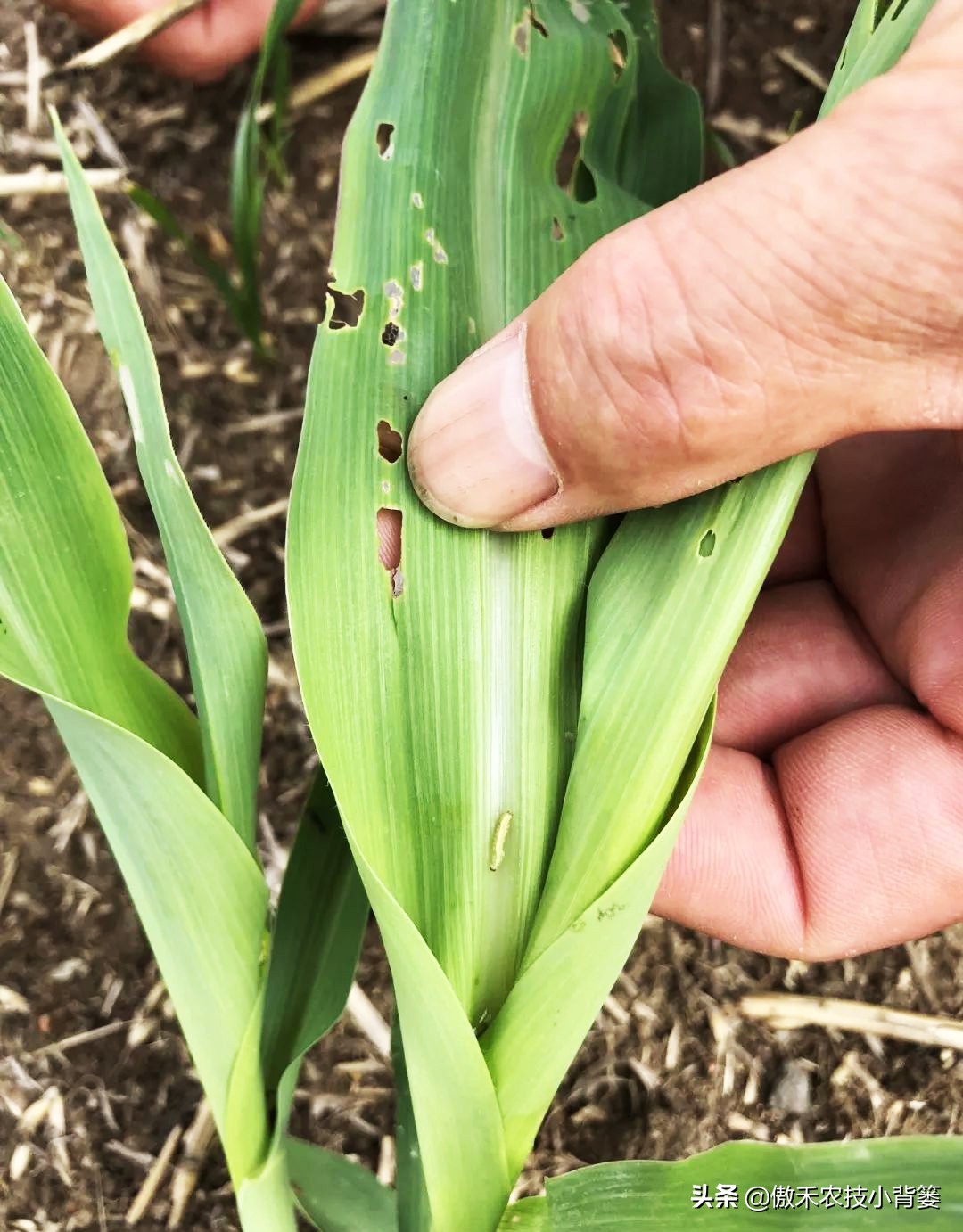 玉米根部出现畸形的原因,玉米卷叶头歪怎么办