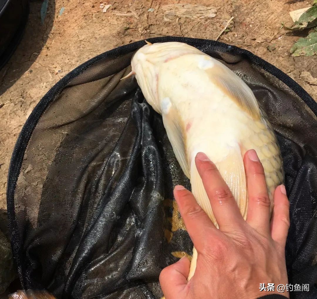 谷麦钓有那么神奇吗,谷麦怎么省力