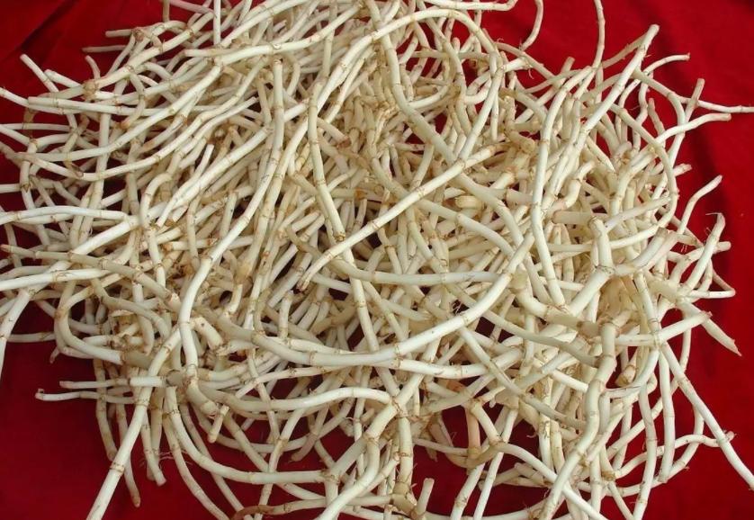 为什么说鱼腥草是害人草,鱼腥草是害人草还是养生草