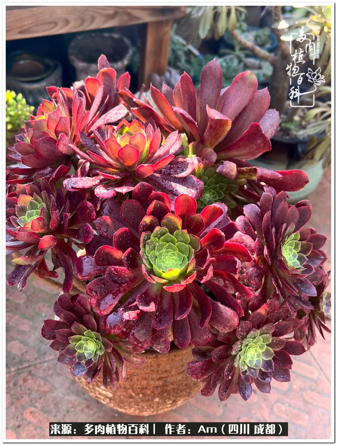 多肉小盆友生活多姿多彩,多肉小精灵福享不停