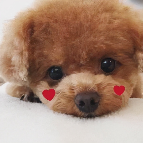 狗狗拆蛋了还会找家吗,狗狗的窝被拆狗狗什么反应