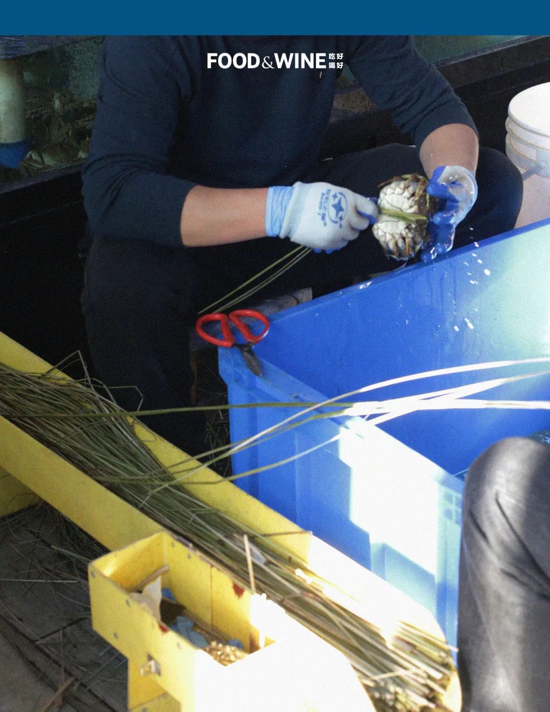 高邮湖的螃蟹怎么样,高邮湖螃蟹多少钱一斤