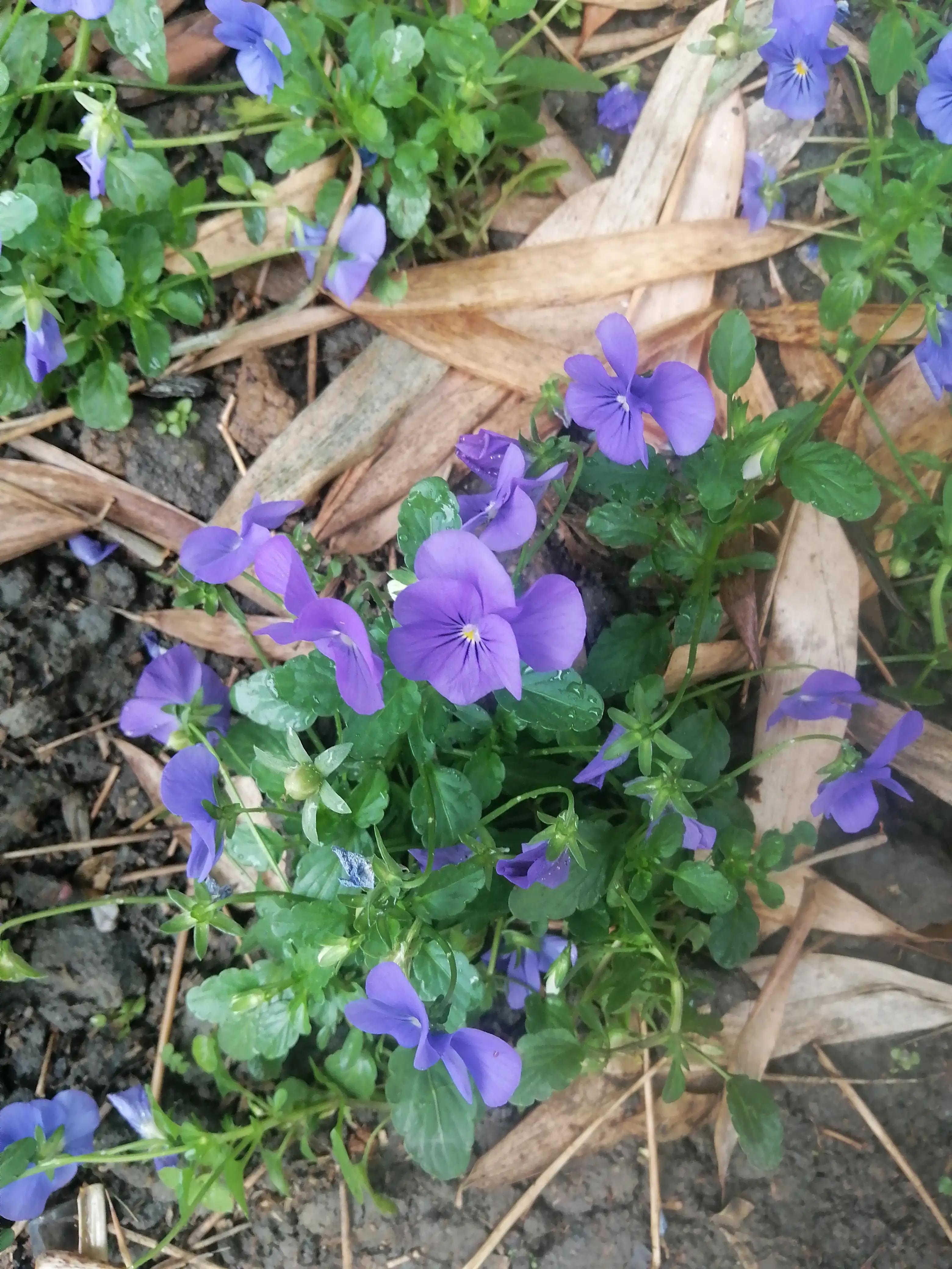 美艳但清冷,美艳又清冷的长相