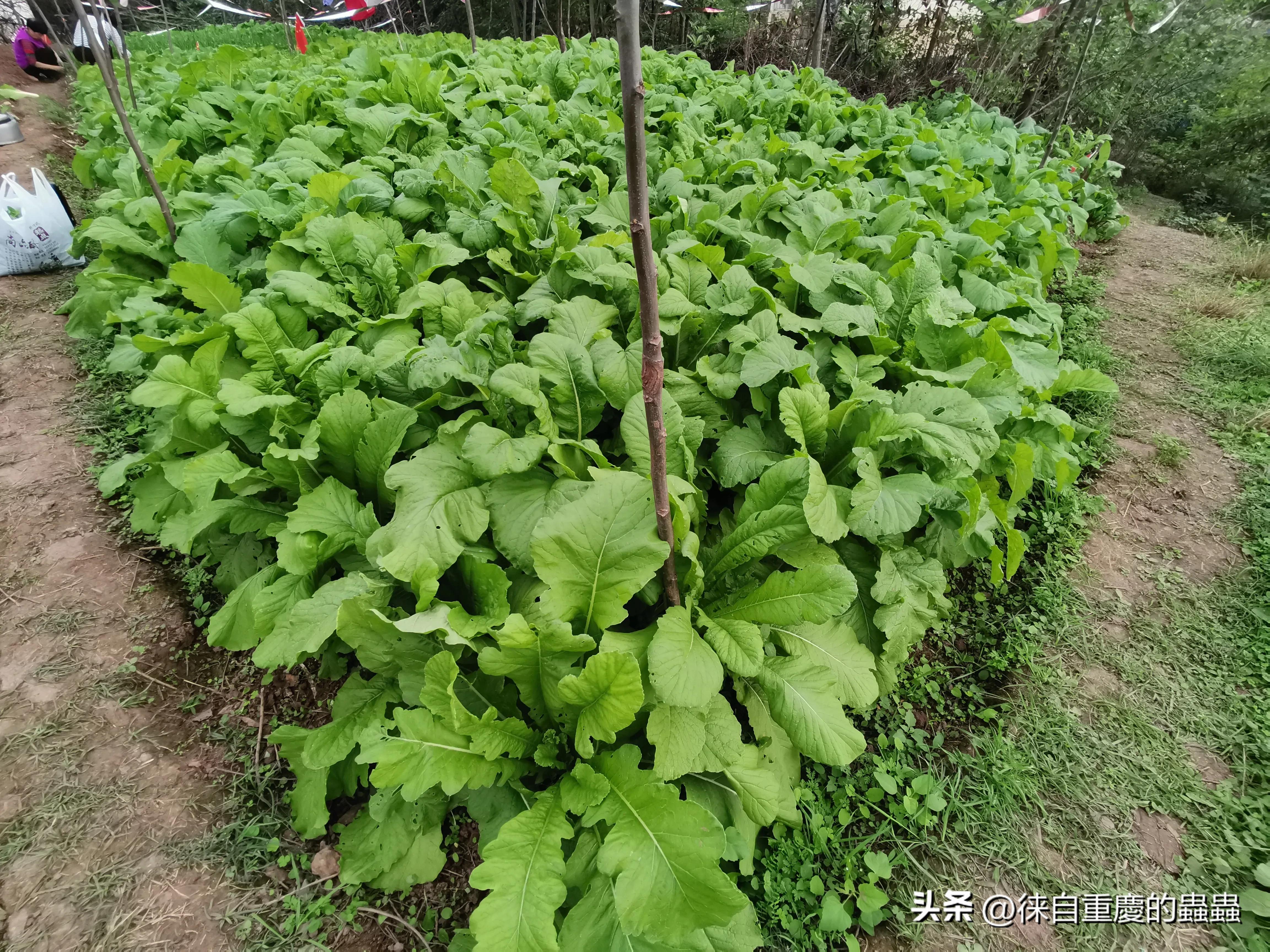 去年在城郊农村租栋破旧民房如今时时感到后悔（四）