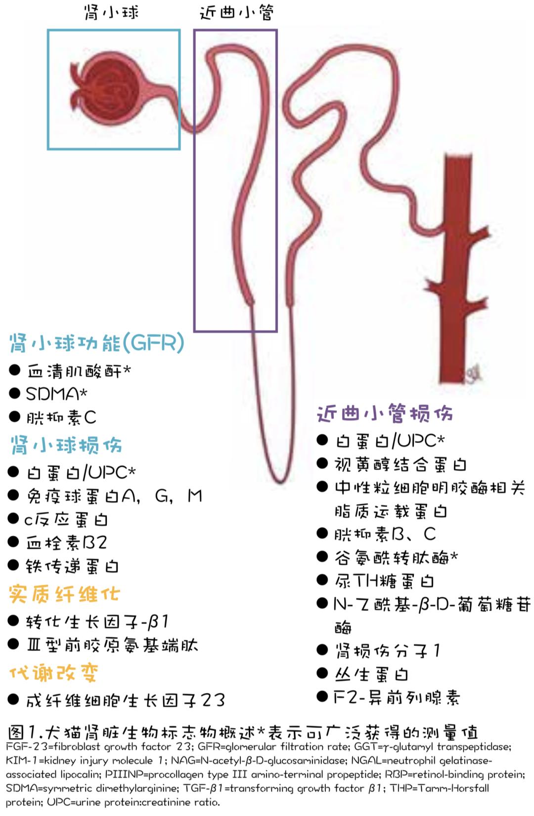 肾脏的体表标志物,肾脏早期损伤标志物的研究进展