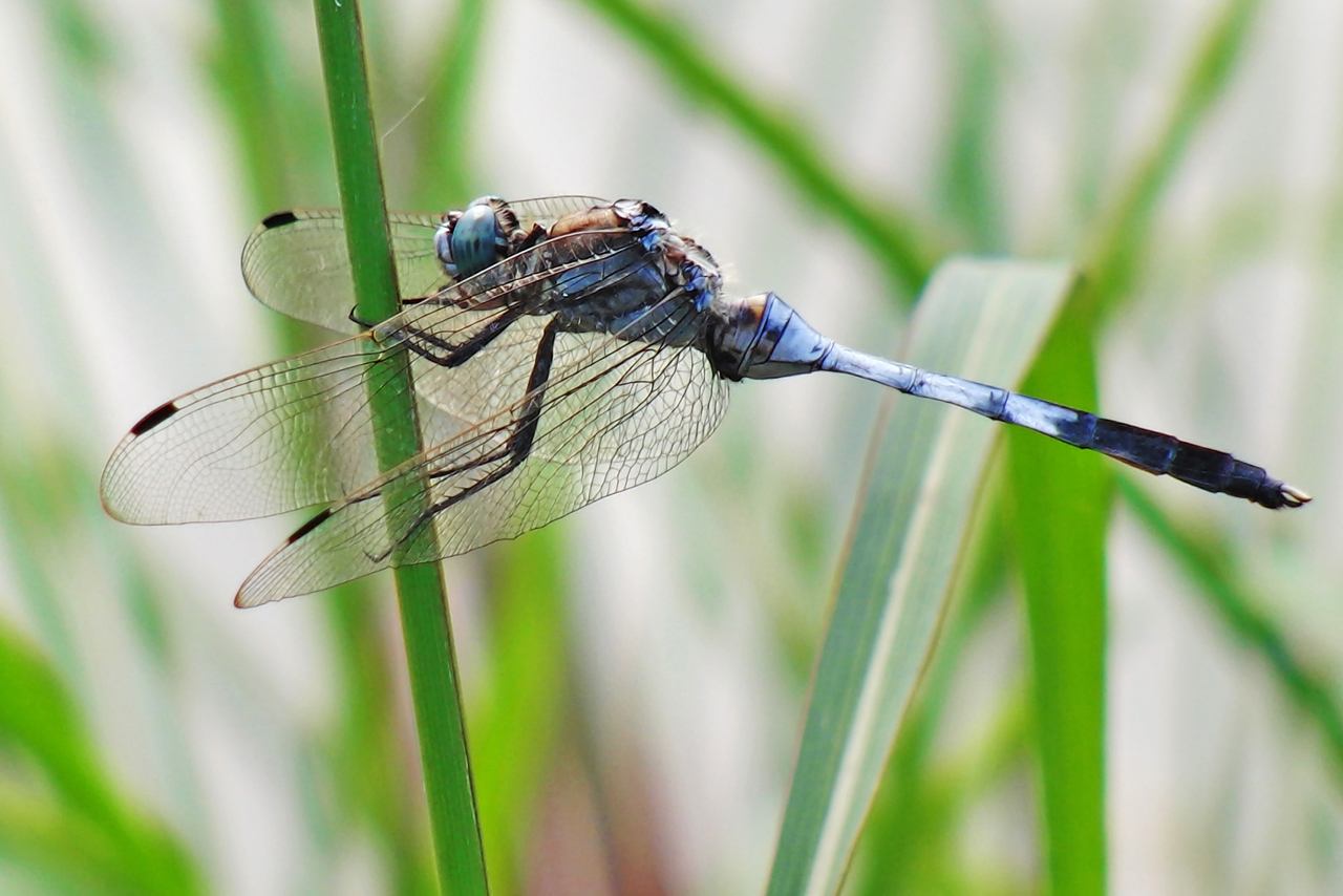 蜻蜓为什么能活过四次大灭绝,为什么现在很少见成群的蜻蜓