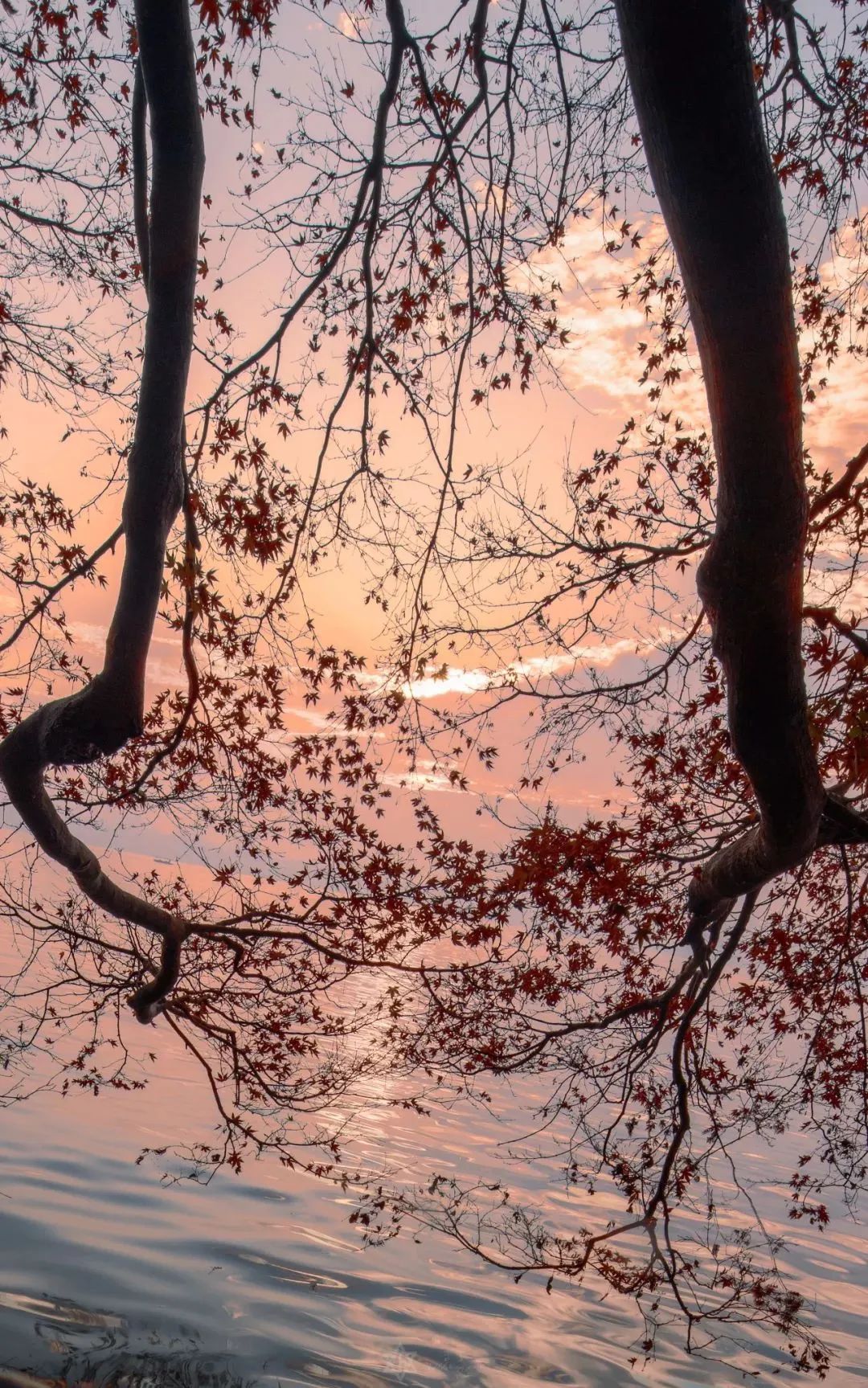 这还是你认识的合肥吗,这还是你认识的蜜雪冰城吗