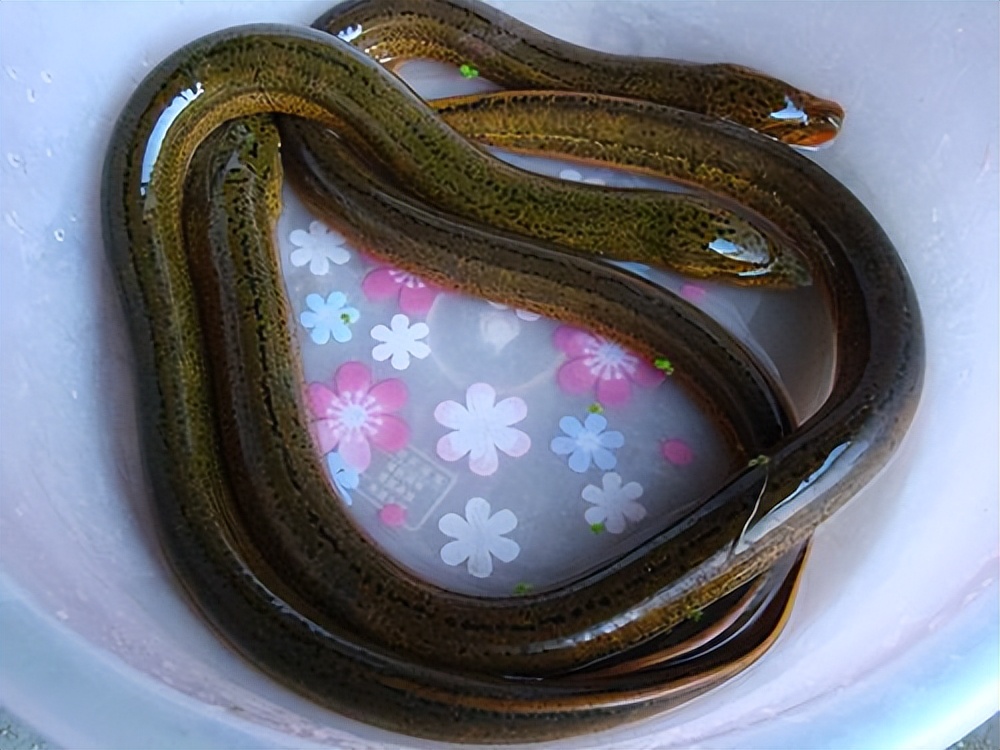 马桶堵得很深如何自己快速疏通,马桶堵得严重如何自己快速疏通