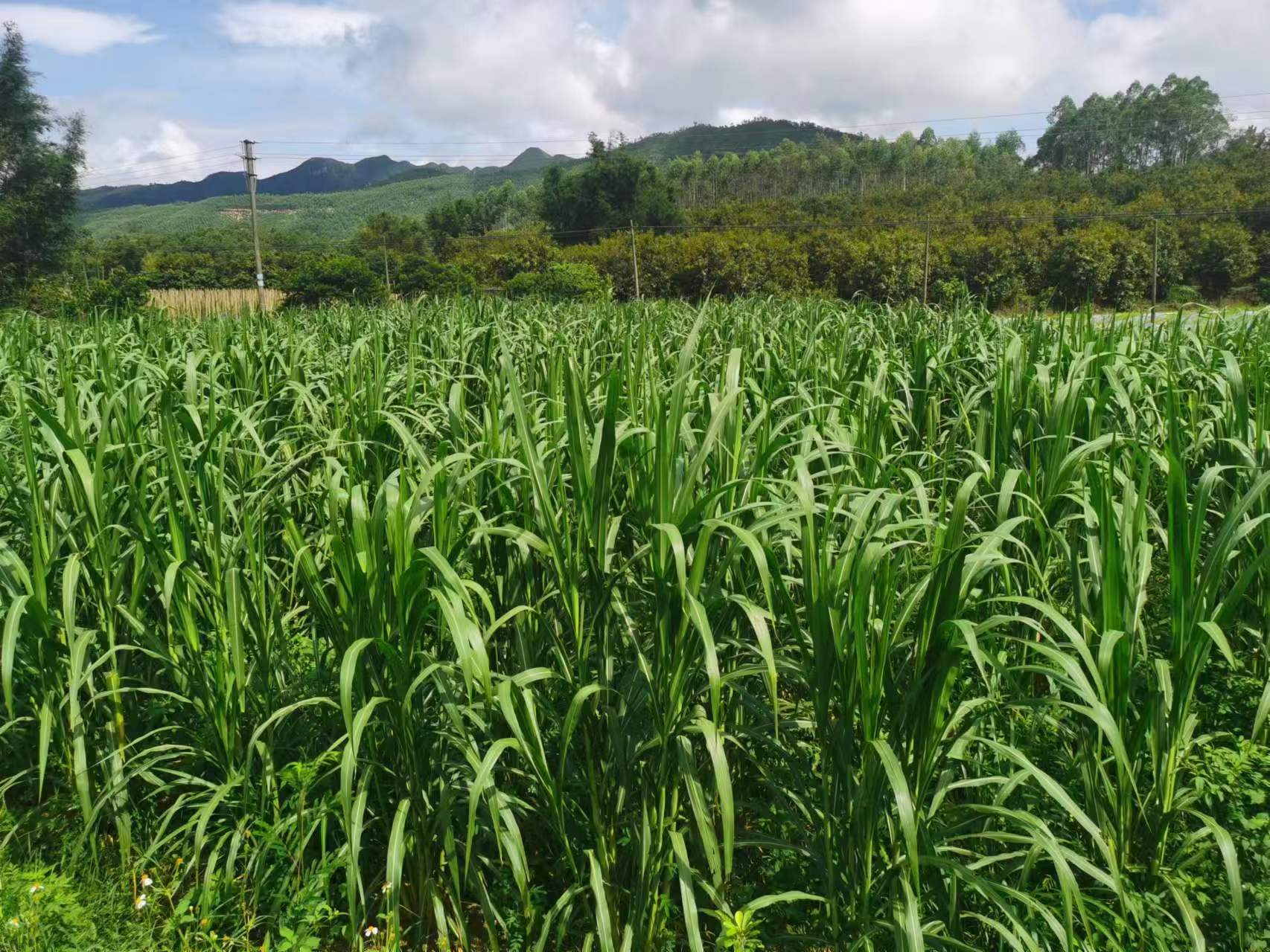 牛羊爱吃的牧草是什么？我们该怎么种？