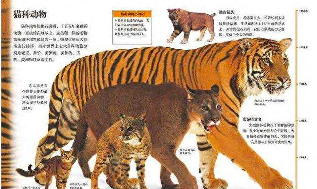 百兽之王老虎能爬树吗,真正的百兽之王老虎捕猎