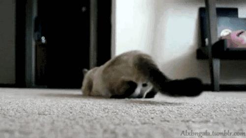 猫咪放屁熏醒主人,猫咪会放屁特别臭是为什么