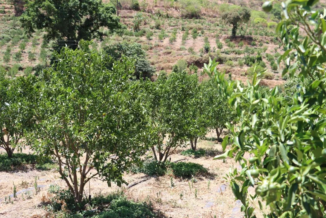 走进乡村看发展盐源县田湾乡：在山水之间谋振兴之路