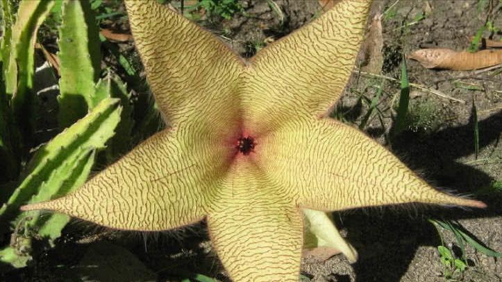 世界上最大的食人花植物,世界上排名前十的食人花