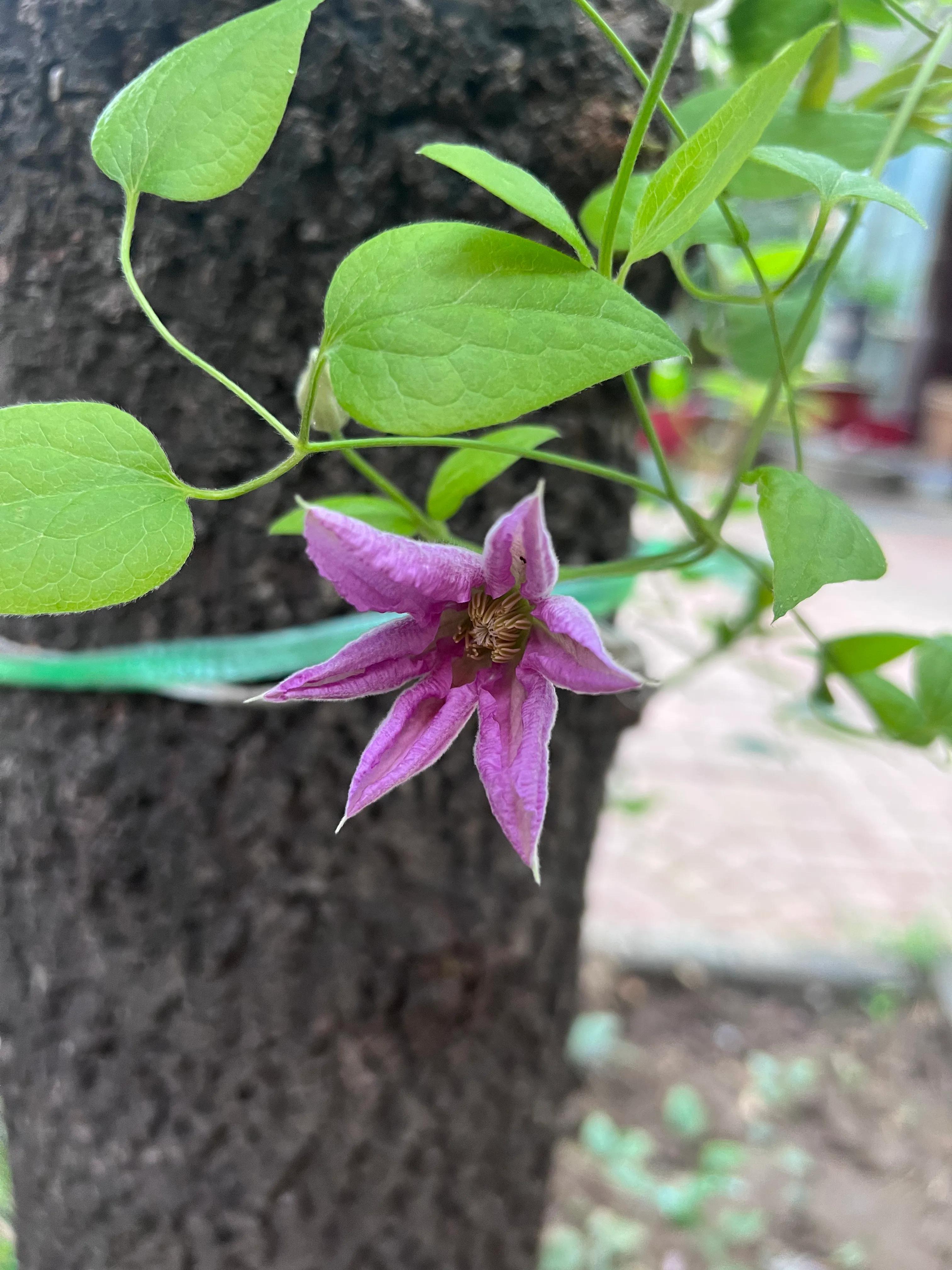 小院又恢复了往日的平静,小院又东风