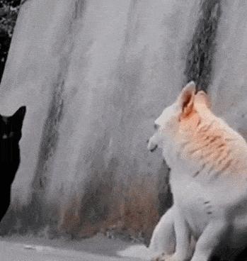 猫核酸检测有必要做吗,猫做核酸粤语视频