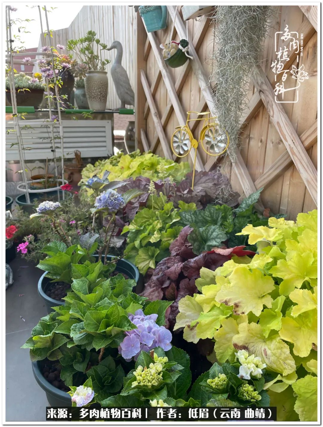 养了七年多肉,养了八年的肉肉终于开花了