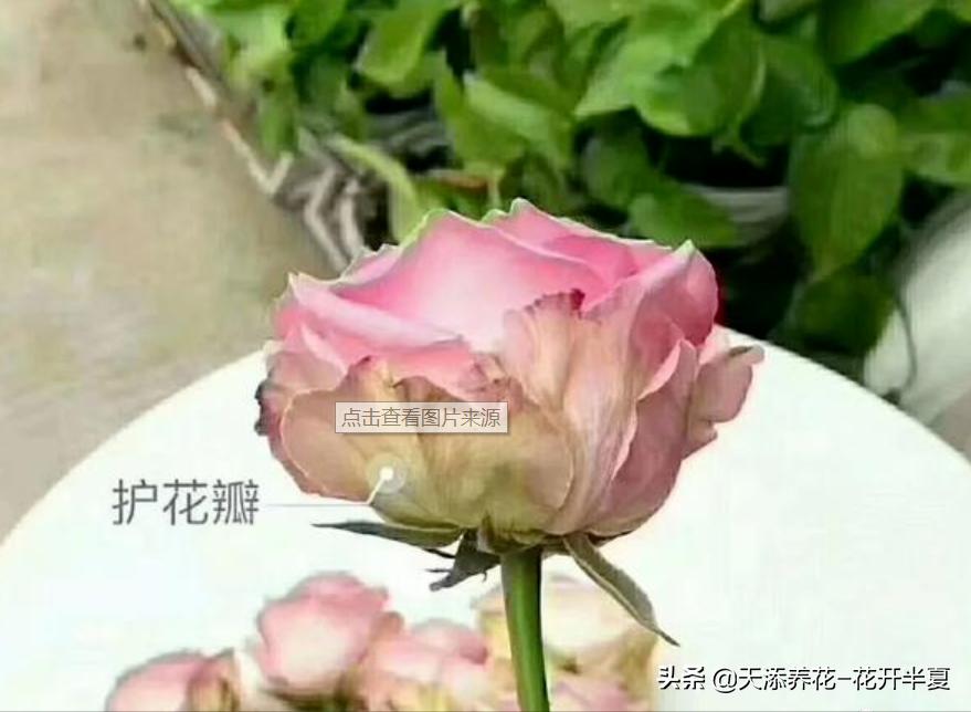 牡丹鲜切花怎么醒花,芍药鲜切花怎么醒花