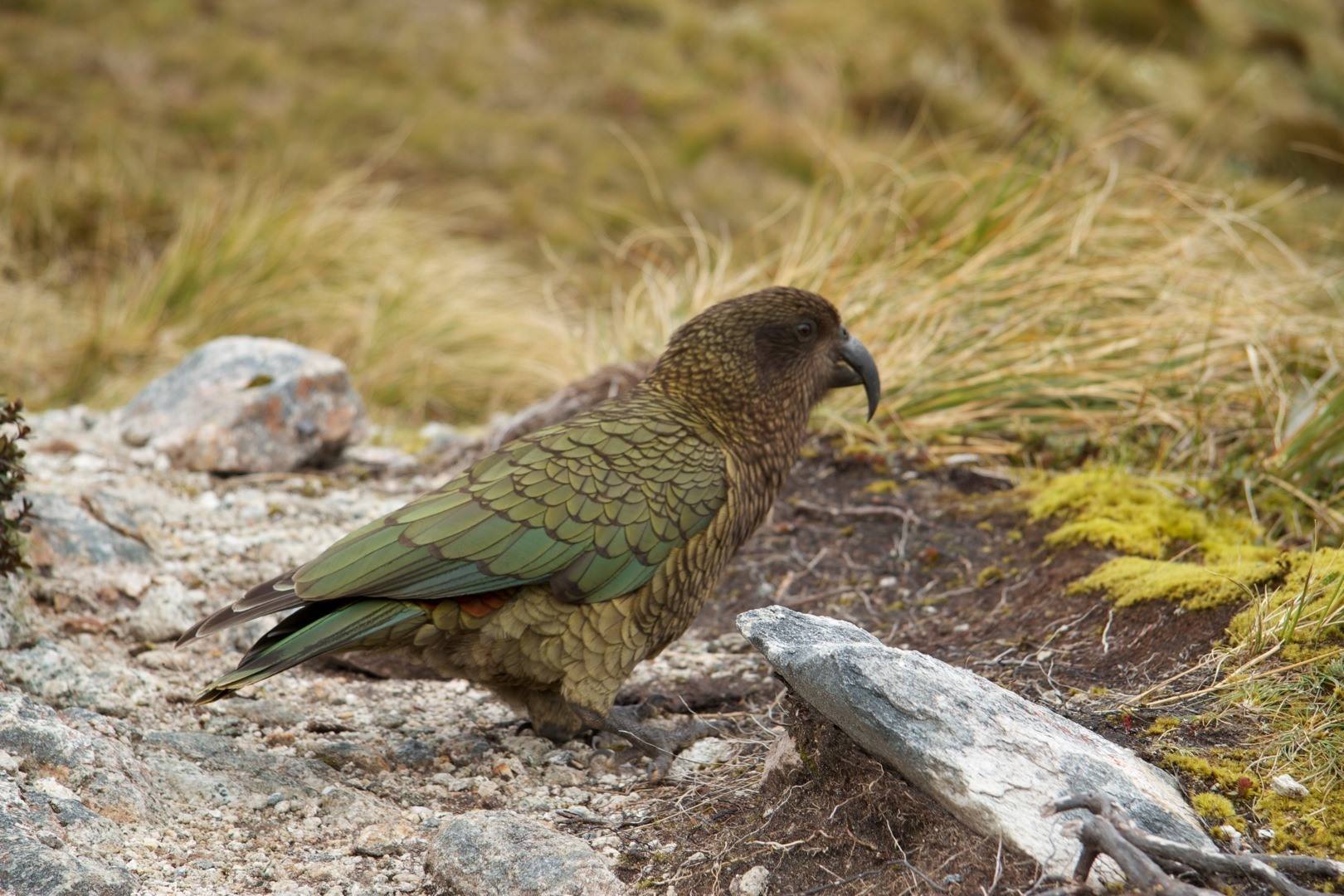 啄羊鹦鹉为什么不讨人喜欢,啄羊鹦鹉简介