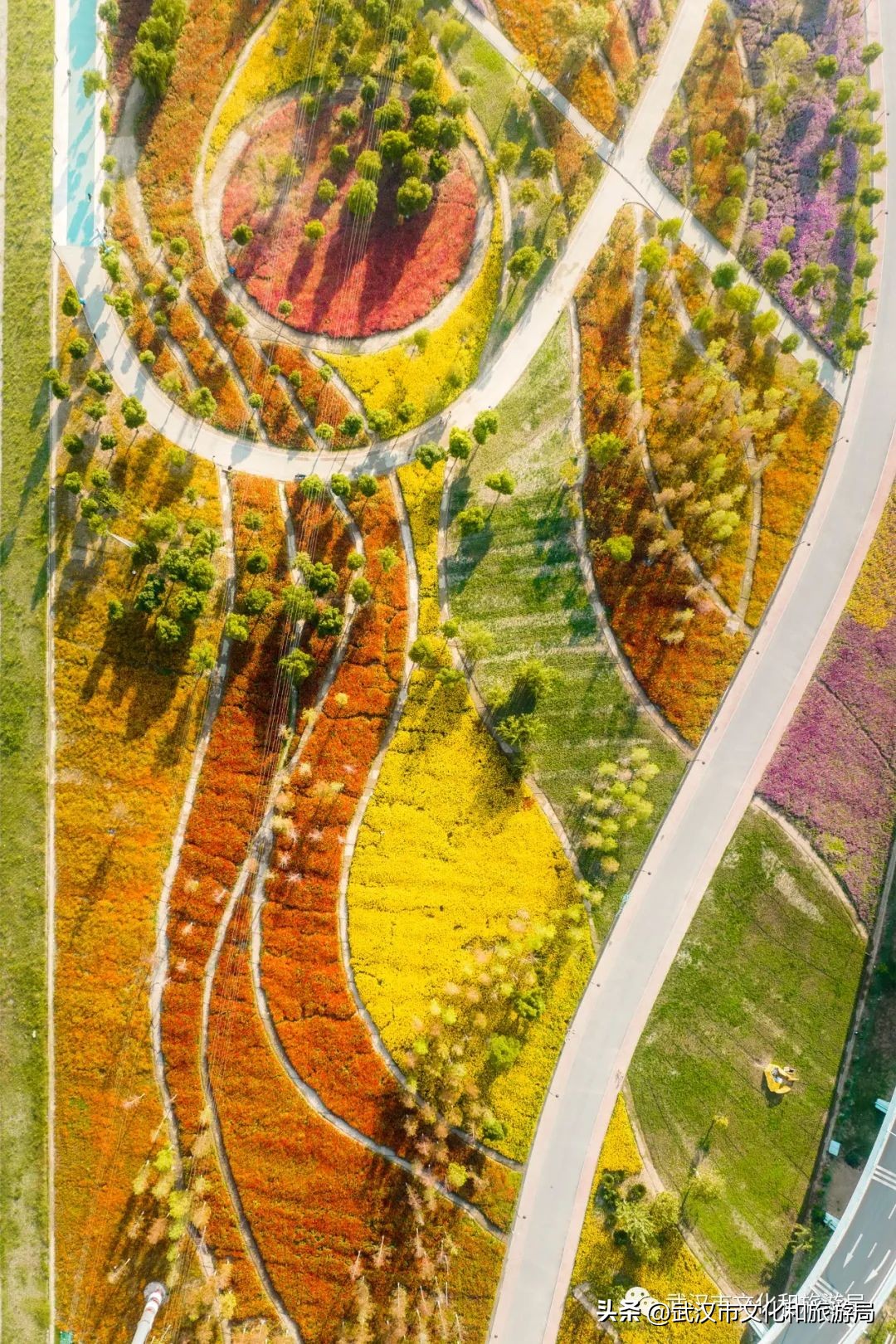 汉口江滩即将迎来百亩花田花海,汉口江滩紫色花海