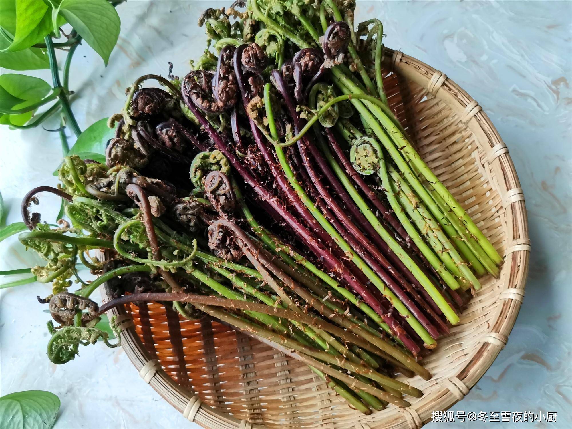 春天看图挖野菜，送你40种野菜大图鉴，让你轻松辨别各种野菜