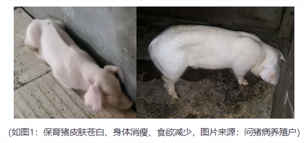 猪身上起红点还有点肿,猪身上起红疙瘩是什么病怎么治