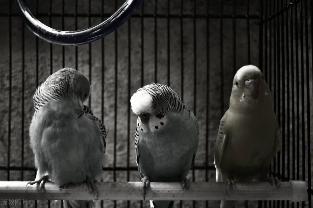 张爱玲的散文因为懂得所以慈悲,张爱玲谈慈悲因为懂得所以宽容