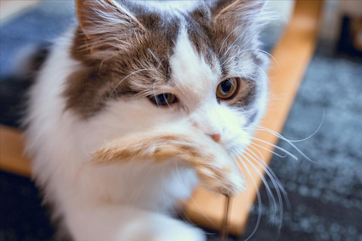 猫咪得了肠胃炎能喝羊奶吗,猫咪肠胃炎怎么调理才会好