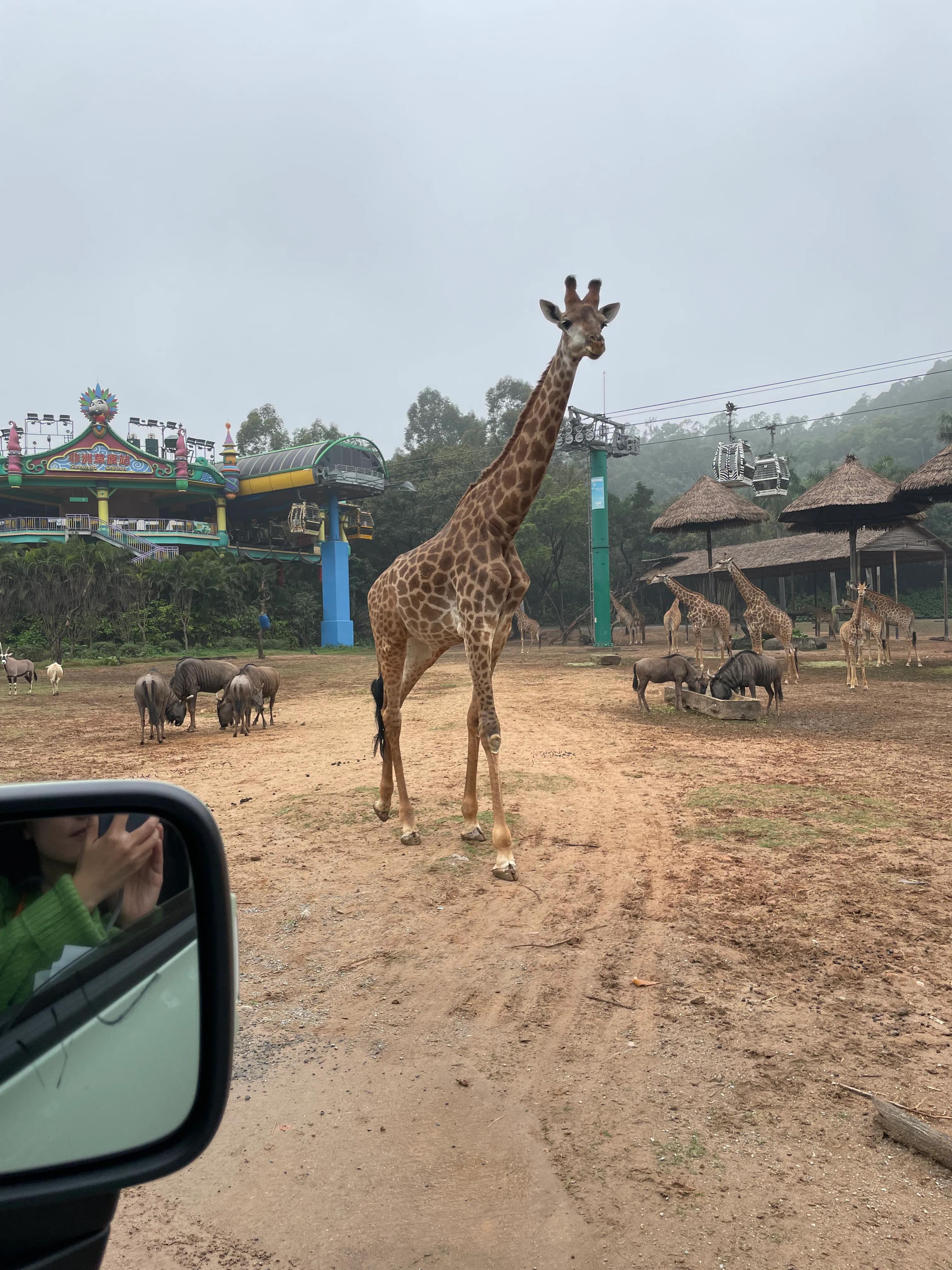 珠海长隆欢乐世界和野生动物园,长隆动物园和珠海海洋王国哪个好