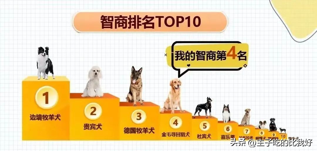 养宠知识问与答,宠兽小知识100条